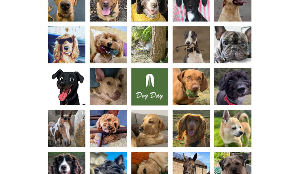 Harris Irwin News - Happy International Dog Day