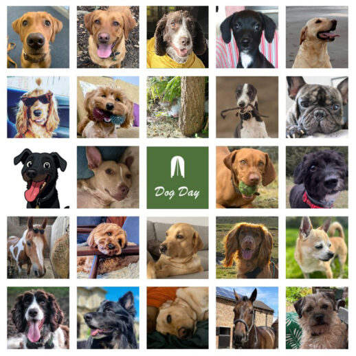 HIA News - Happy International Dog Day